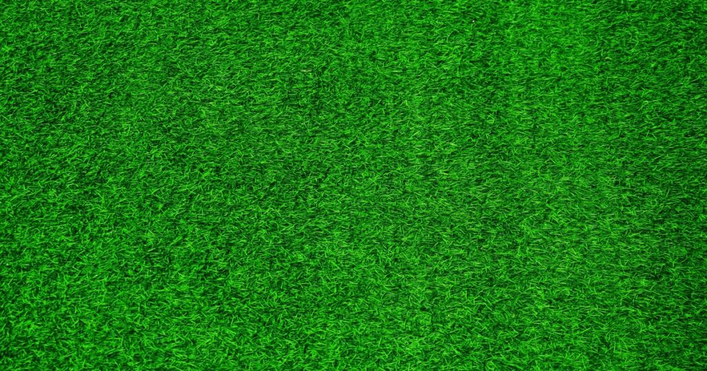 image of carpet grass used to explain carpet grass in Nigeria